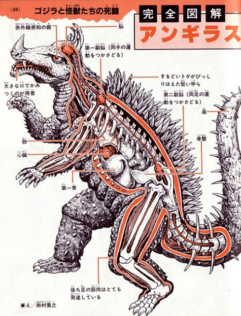 anatomy_anguiras