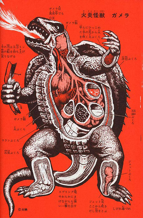 anatomy_gamera_
