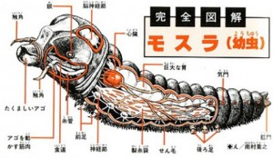 anatomy_mothra