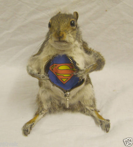 squirrel-taxidermy-costume-2.jpg
